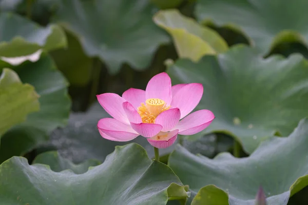 Yağmurlu Günlerde Yağmur Damlalarıyla Lotus — Stok fotoğraf