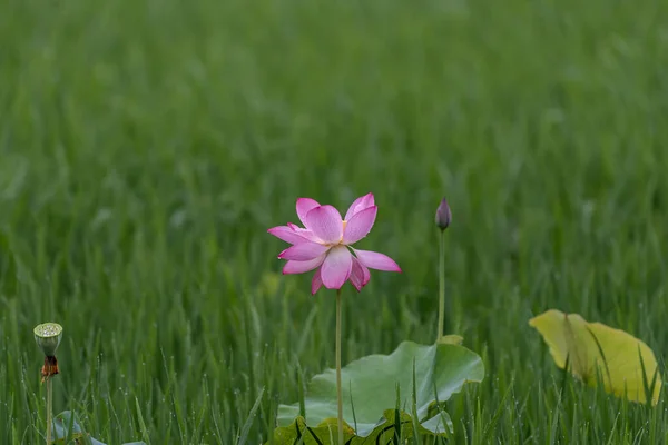 Lotus Deštivých Dnech Kapkami Deště — Stock fotografie