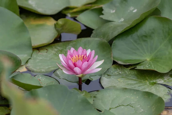 White or red water lilies in the water