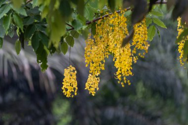Sosis ağacının sarı düzenli çiçekleri.