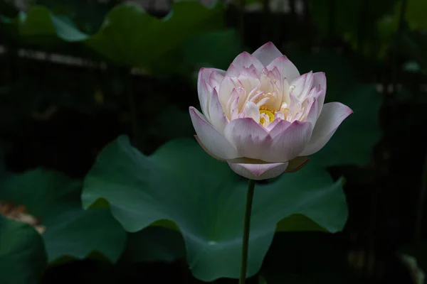 Lótus Rosa Ambiente Escuro — Fotografia de Stock