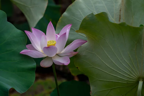 黑暗环境中的粉红莲花 — 图库照片