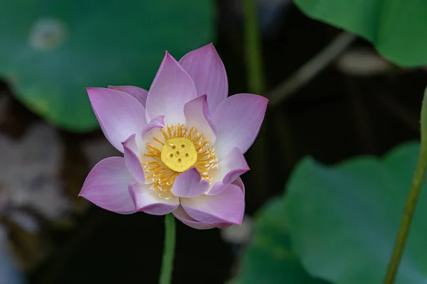 Lótus Rosa Ambiente Escuro — Fotografia de Stock