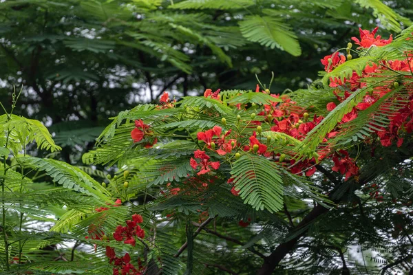 Hermoso Árbol Fénix Arreglo Ordenado Flores Rojas Ardientes Hojas Verdes —  Fotos de Stock