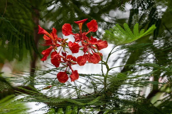 Bel Arbre Phénix Arrangement Ordonné Fleurs Rouges Flamboyantes Feuilles Vertes — Photo