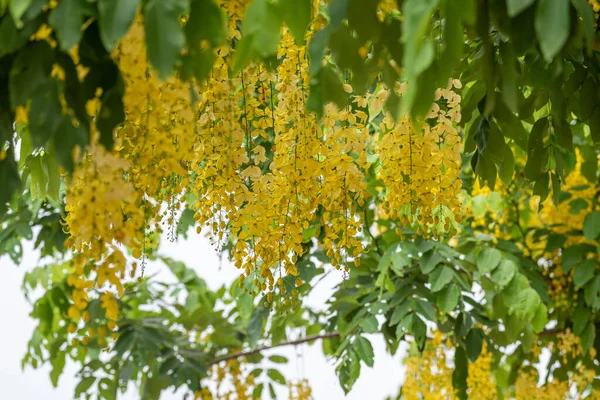 Yellow Orderly Flowers Sausage Tree — Stock Photo, Image
