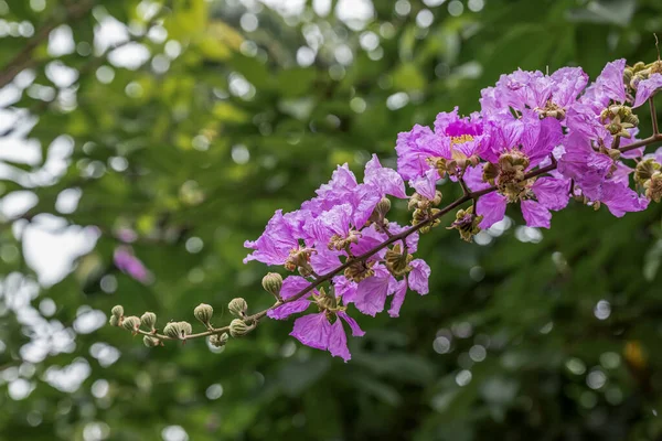 Фиолетовые Цветы Креп Мирт Окружены Зелеными Листьями — стоковое фото
