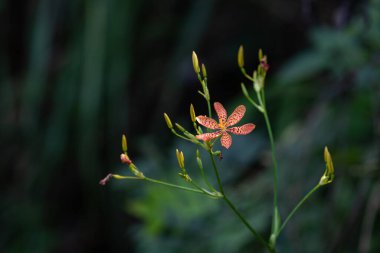 Ormanın gölgesinde kızıl bir çiçek var..
