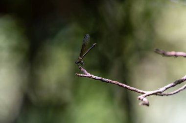 Ormanda, yusufçuklar dallara tüneyerek yeşil bir arka plana karşı dururlar..