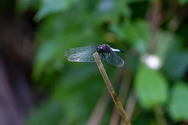 Libellule Repos Amarré Extrémité Branche Dans Fond Sombre — Photo