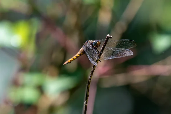 Libellule Repos Amarré Extrémité Branche Dans Fond Sombre — Photo