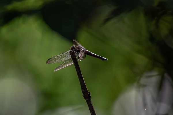 Libellule Repos Amarré Extrémité Branche Dans Fond Sombre — Photo