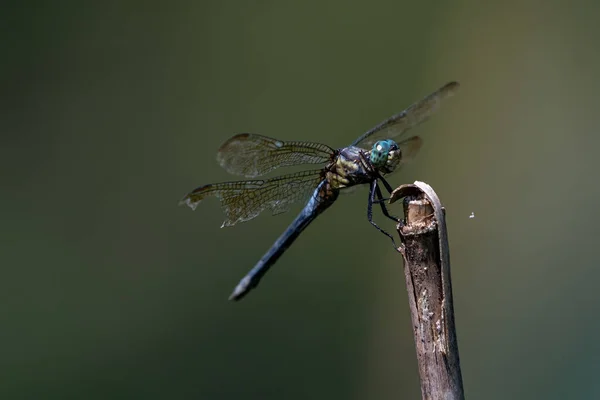 Libellule Repos Amarré Extrémité Branche Dans Fond Sombre — Photo