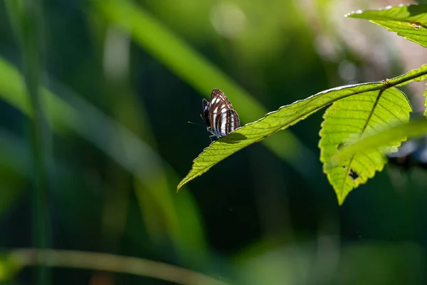 Papillons Noirs Blancs Avec Lumière Soleil Dans Forêt — Photo