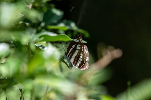 Black White Butterflies Sunlight Forest — Stock Photo, Image