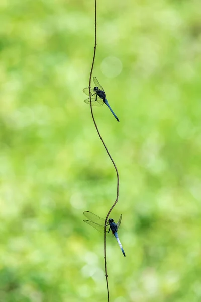 Libellule Amarré Sur Les Branches Sur Fond Vert Vif — Photo