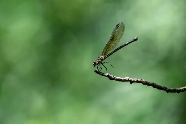 Dans Forêt Les Libellules Perchent Sur Les Branches Sur Fond — Photo