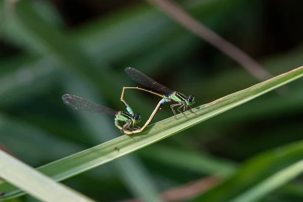 Deux Demoiselles Amarrées Sur Les Branches Pour Accoupler — Photo