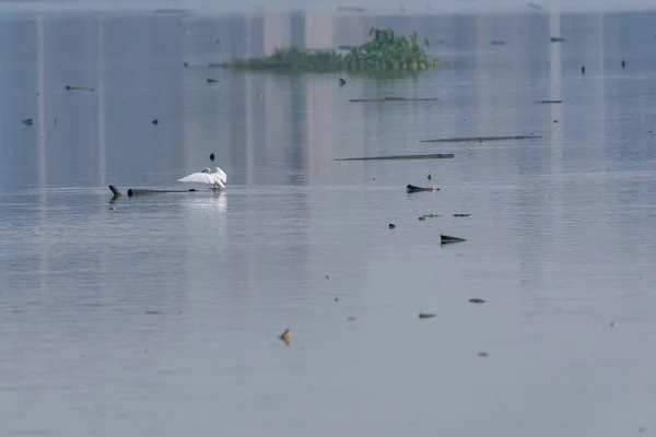 Парк Водно Болотных Угодий Экологически Хорош Охотятся Такие Птицы Цапли — стоковое фото