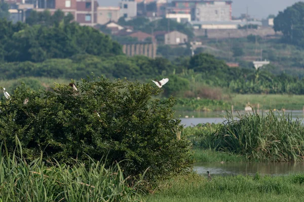 Våtmarksparken Ekologiskt Bra Fåglar Som Egrets Jagar Den — Stockfoto