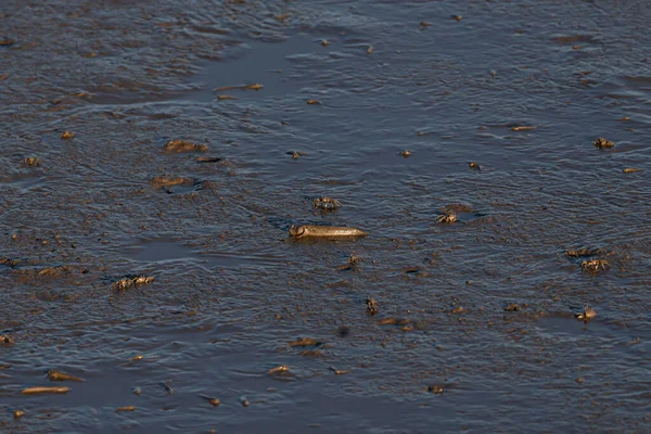 Πλάσματα Στην Παραλία Πηδώντας Fish Mudskipper — Φωτογραφία Αρχείου