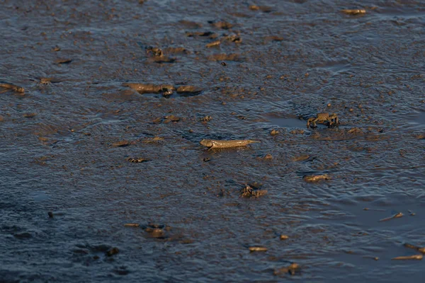 Criaturas Playa Saltando Peces Mudskipper —  Fotos de Stock