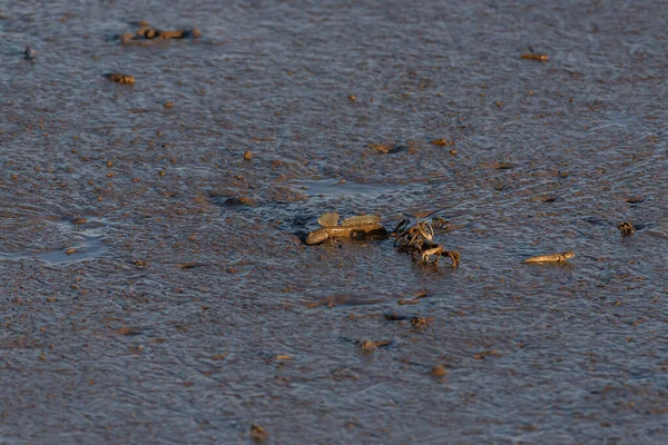 Criaturas Playa Saltando Peces Mudskipper — Foto de Stock