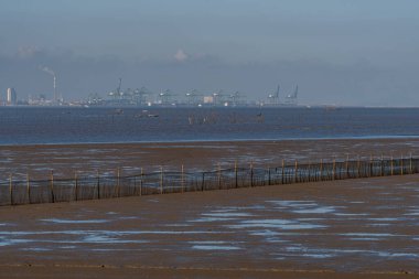 Alacakaranlıkta balık sürüsü, açık sarı ışık ve siyah kara kara