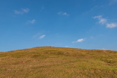 Alacakaranlıkta, altın çayır mavi gökyüzünün altında.
