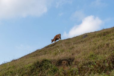 İki inek solmuş çayırlarda.