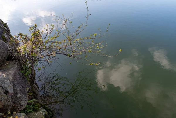 Rośliny Rosnące Nad Jeziorem Łące — Zdjęcie stockowe