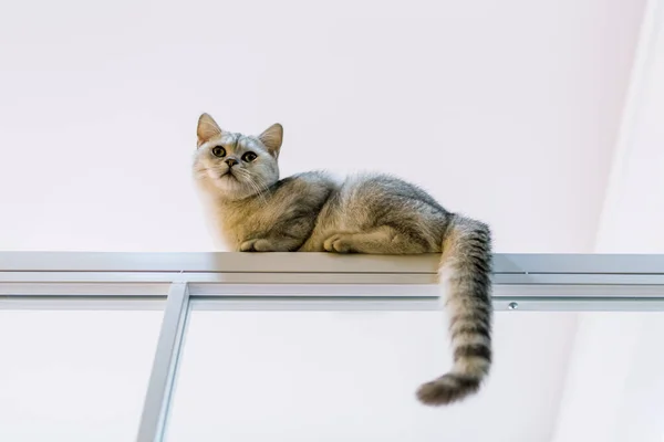 Naughty Cat Climbing High — Stock Photo, Image