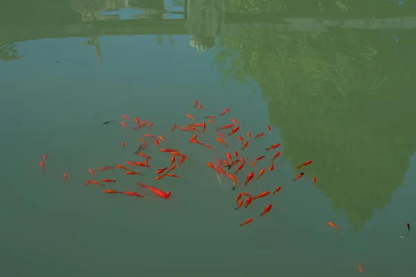 Poissons Dans Étang Temple — Photo