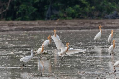 Akbalıkçıllar yemek, dinlenmek ve uçmak için tarlalarda kalırlar.