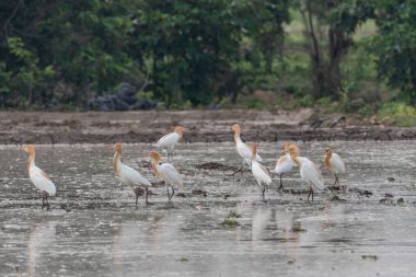 Akbalıkçıllar yemek, dinlenmek ve uçmak için tarlalarda kalırlar.
