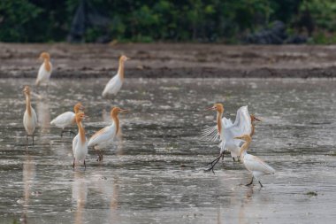 Akbalıkçıllar yemek, dinlenmek ve uçmak için tarlalarda kalırlar.