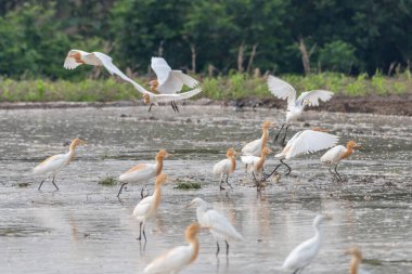 Akbalıkçıllar yemek, dinlenmek ve uçmak için tarlalarda kalırlar.
