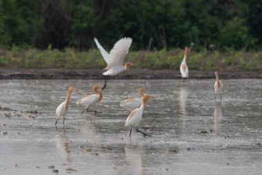 Akbalıkçıllar yemek, dinlenmek ve uçmak için tarlalarda kalırlar.