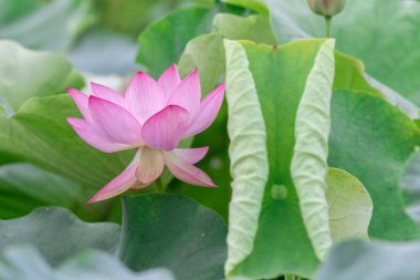 Yeşil nilüfer yaprağı arka planında pembe bir nilüfer çiçeği