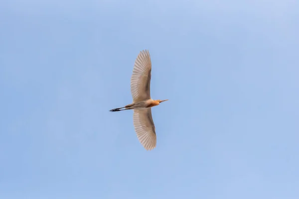 Cattle Egret Flying Air — Stock Photo, Image