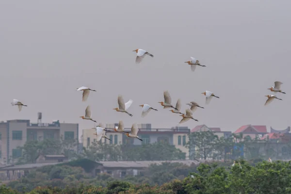 Flock Boskapsätare Flyger Fältet — Stockfoto