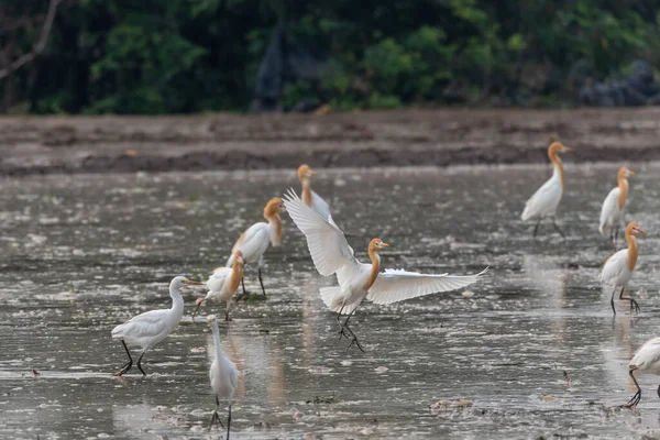 Akbalıkçıllar yemek, dinlenmek ve uçmak için tarlalarda kalırlar.