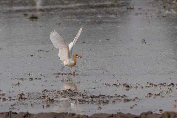 Gado Egrets Ficar Nos Campos Para Comida Descanso Voar — Fotografia de Stock