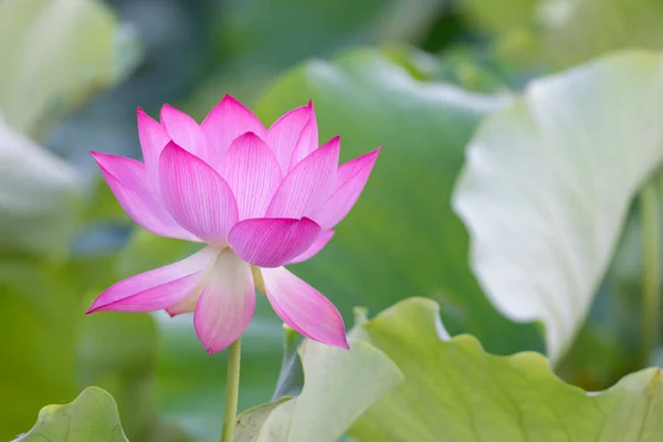 Floare Lotus Roz Fundal Verde Frunze Lotus — Fotografie, imagine de stoc