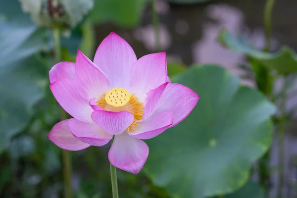 绿莲叶背上的粉红莲花 — 图库照片