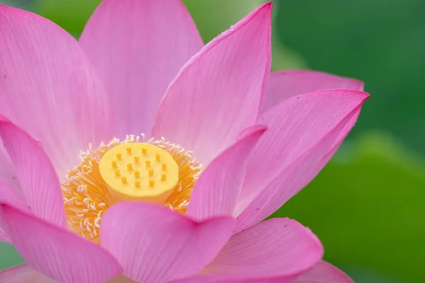 Una Flor Loto Rosa Sobre Fondo Hoja Loto Verde — Foto de Stock