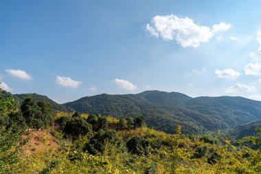 Yamaçtaki ginkgo ağaçlarının yaprakları sonbaharda sararır.