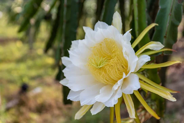Цветок Питая Белыми Лепестками Желтыми Тычинами Полном Расцвете — стоковое фото