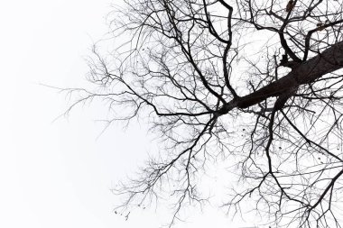 Arka planda tuhaf görünümlü ölü ağaçlar.