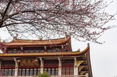 Budist tapınaklarında pembe erik çiçekleri açıktır.